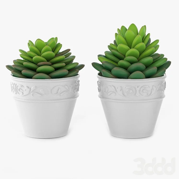 Succulents 09
